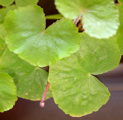 pennywort 